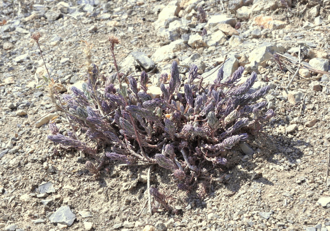 Image of Sedum reflexum specimen.