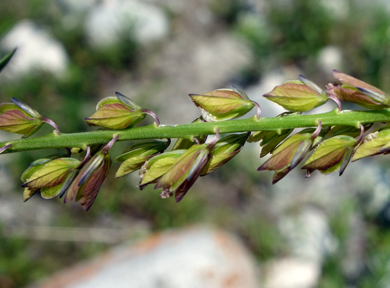 Изображение особи Polygala hybrida.