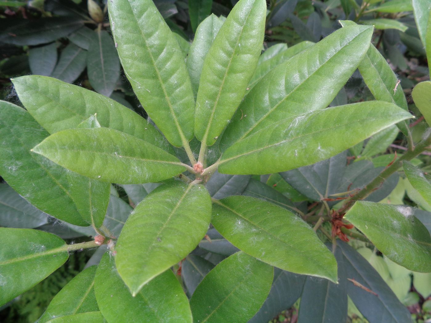 Изображение особи Rhododendron macrophyllum.