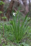 Leucojum aestivum. Цветущее растение в сообществе с Equisetum × litorale и Galium aparine. Крым, Севастополь, Инкерман, берег р. Чёрная, пойменный лес. 14.04.2020.