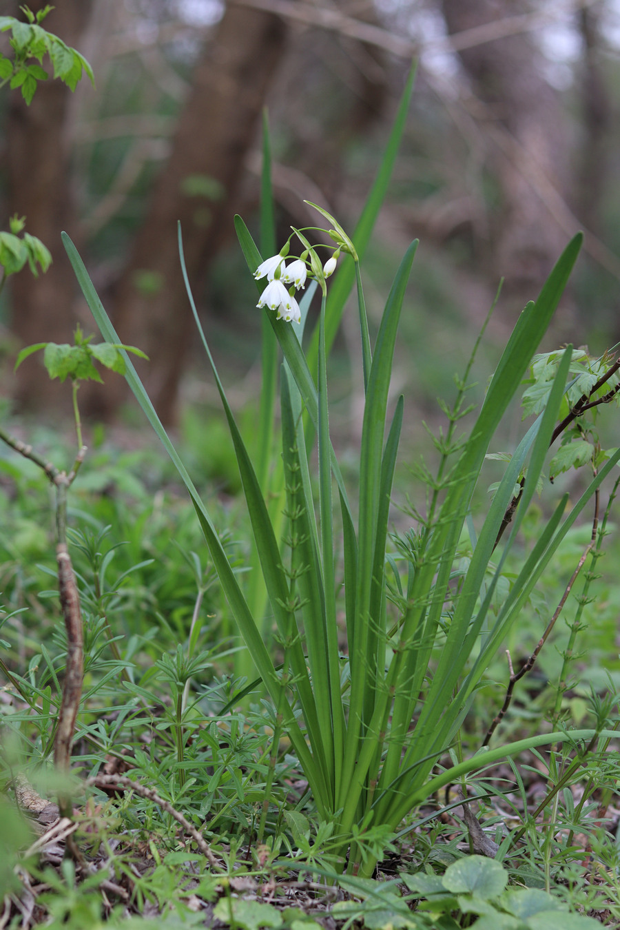 Изображение особи Leucojum aestivum.