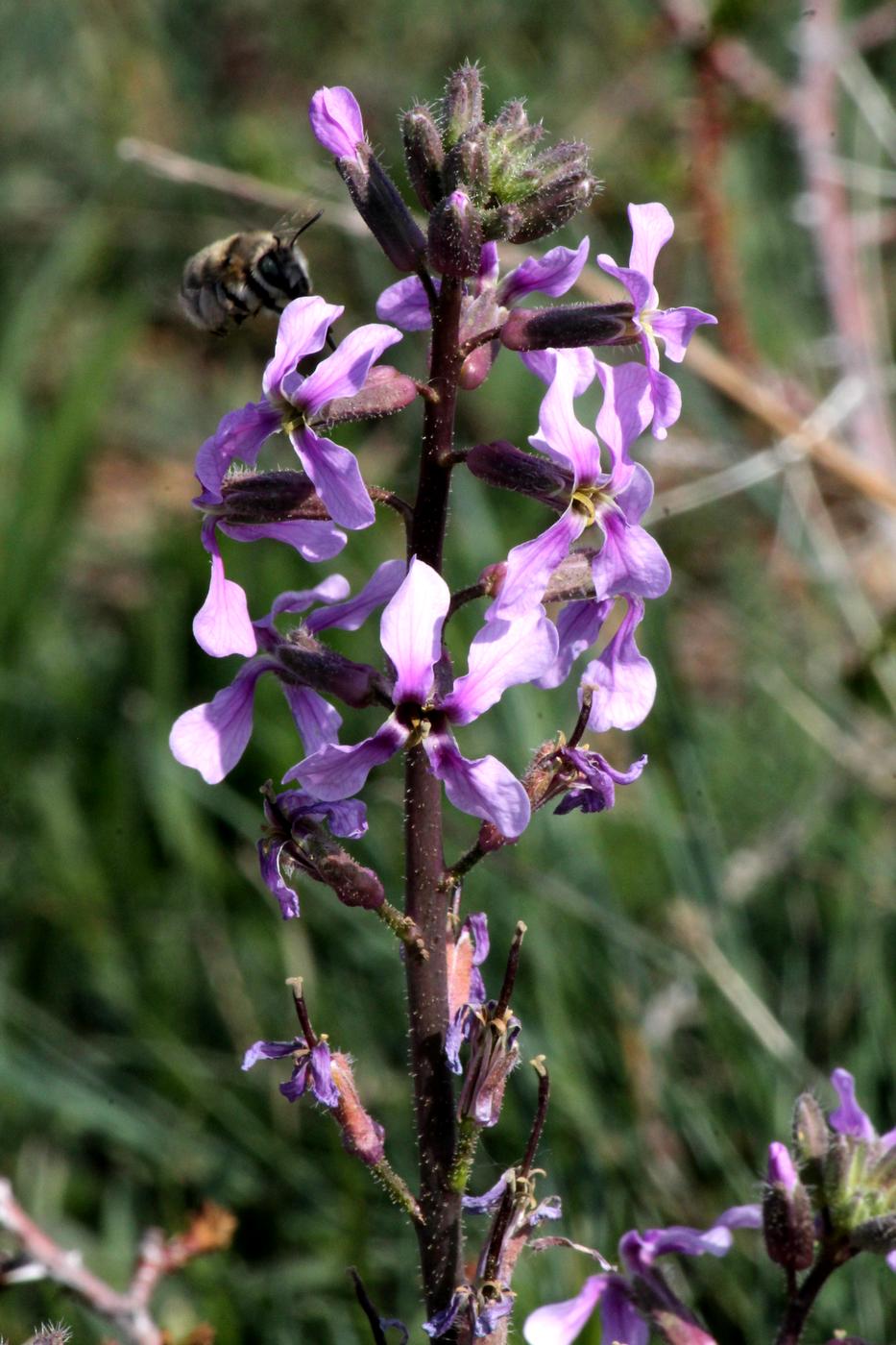 Image of Parrya khorasanica specimen.