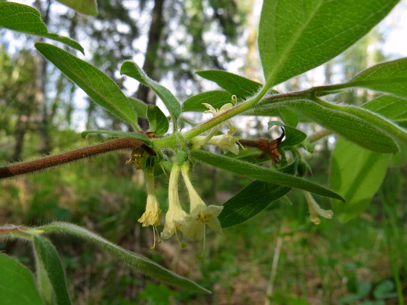 Изображение особи Lonicera pallasii.