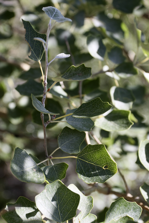 Image of Populus berkarensis specimen.