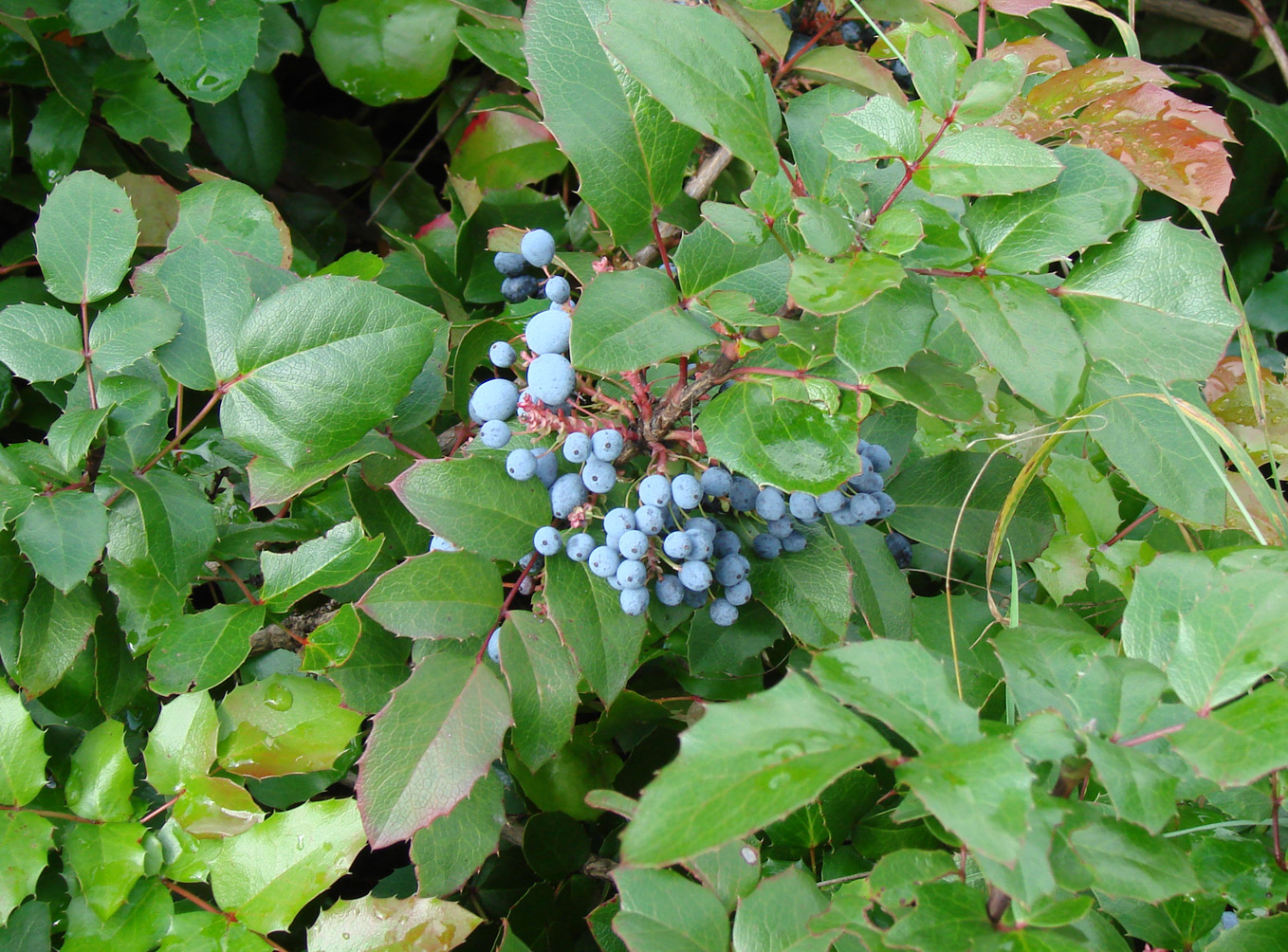 Изображение особи род Mahonia.