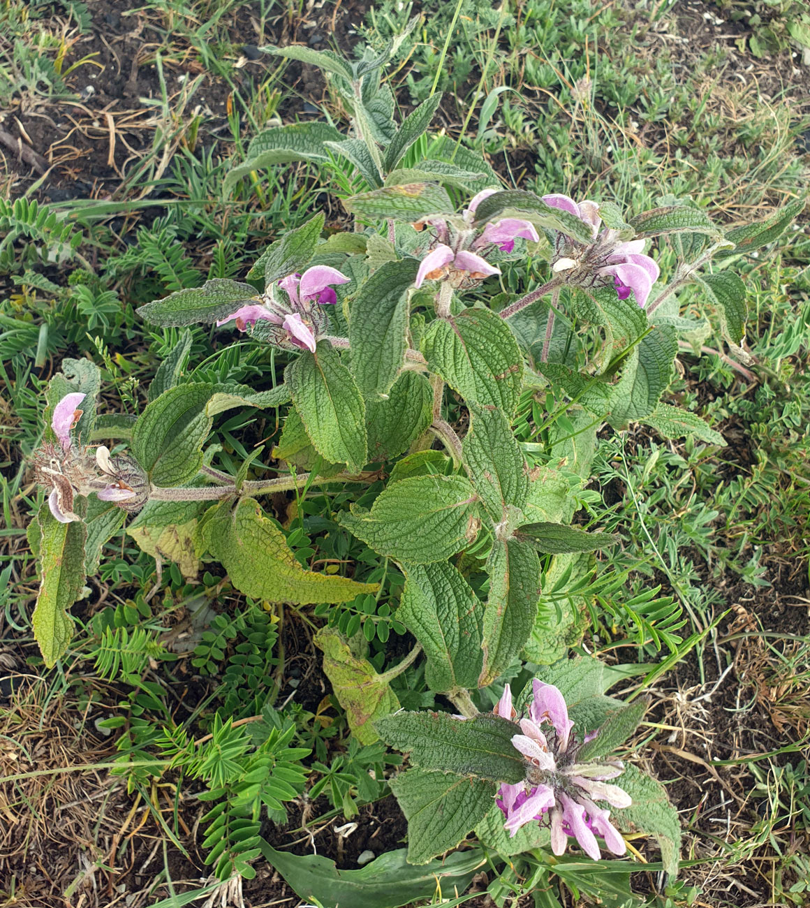 Image of Phlomis taurica specimen.