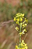 Erysimum canescens. Часть побега с цветками и плодами-стручками. Санкт-Петербург, Курортный р-н, окр. г. Сестрорецк, около моста через р. Сестра, у насыпи ж.-д. полотна. 26.06.2020.