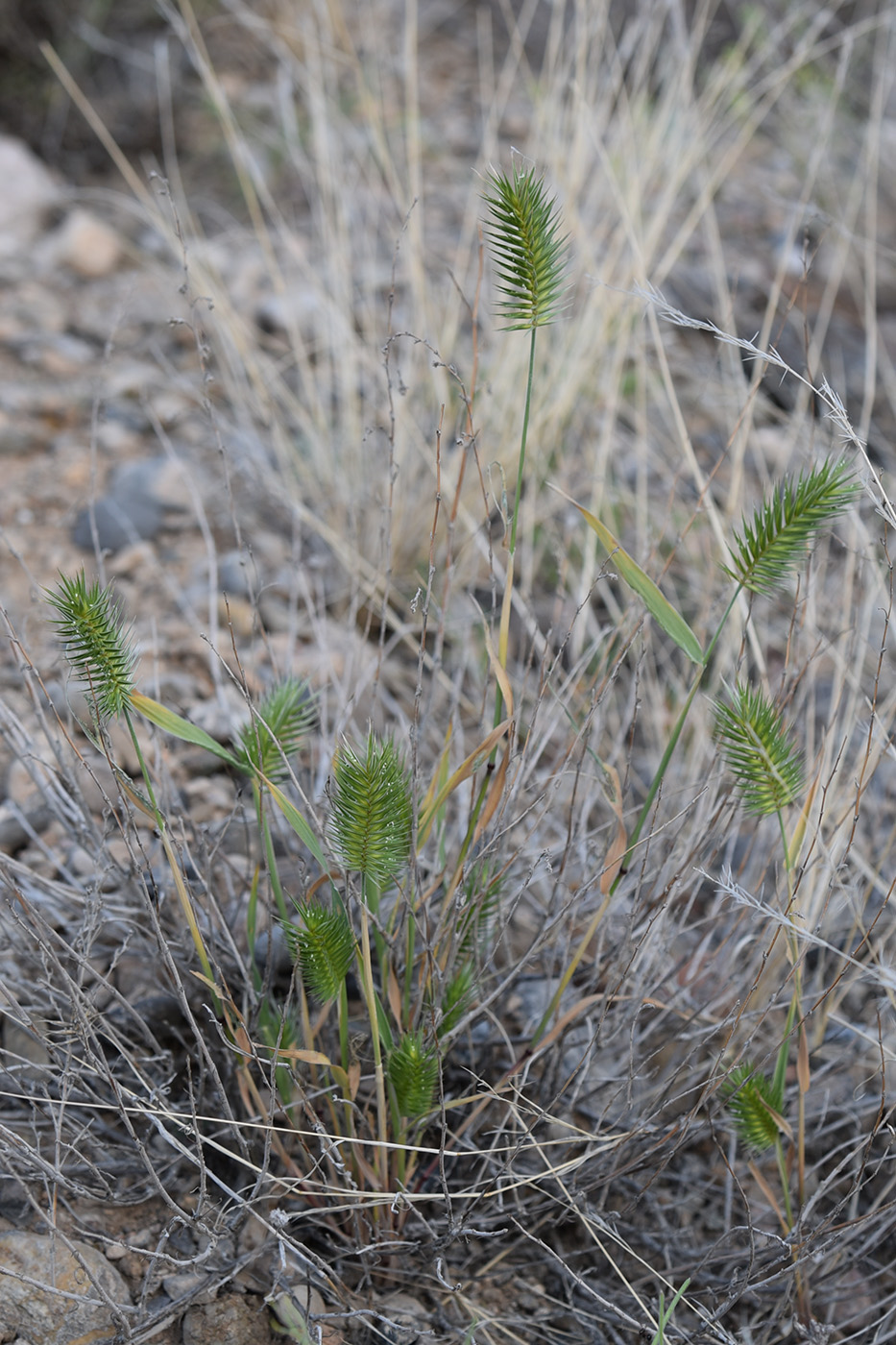 Image of Agropyron pectinatum specimen.