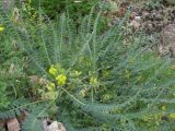 Astragalus polyphyllus