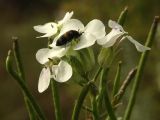 Clausia agideliensis. Верхушка соцветия с цветками и завязавшимися плодами. Башкирия, подножие г. Юрактау. 22.05.2007.