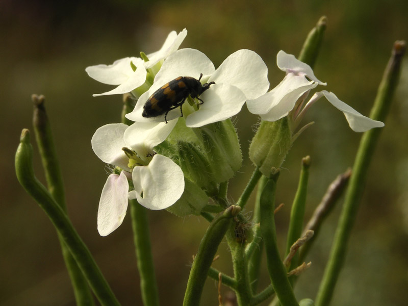 Изображение особи Clausia agideliensis.