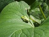 Ligularia jaluensis