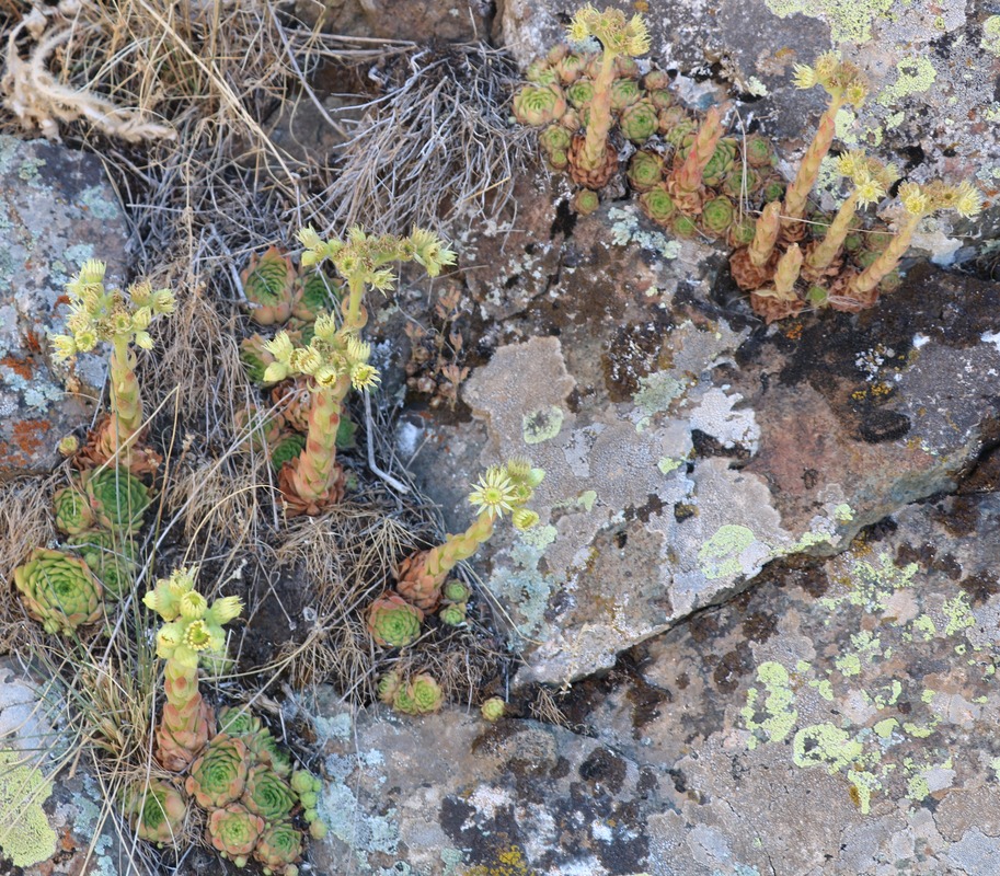 Image of Sempervivum transcaucasicum specimen.