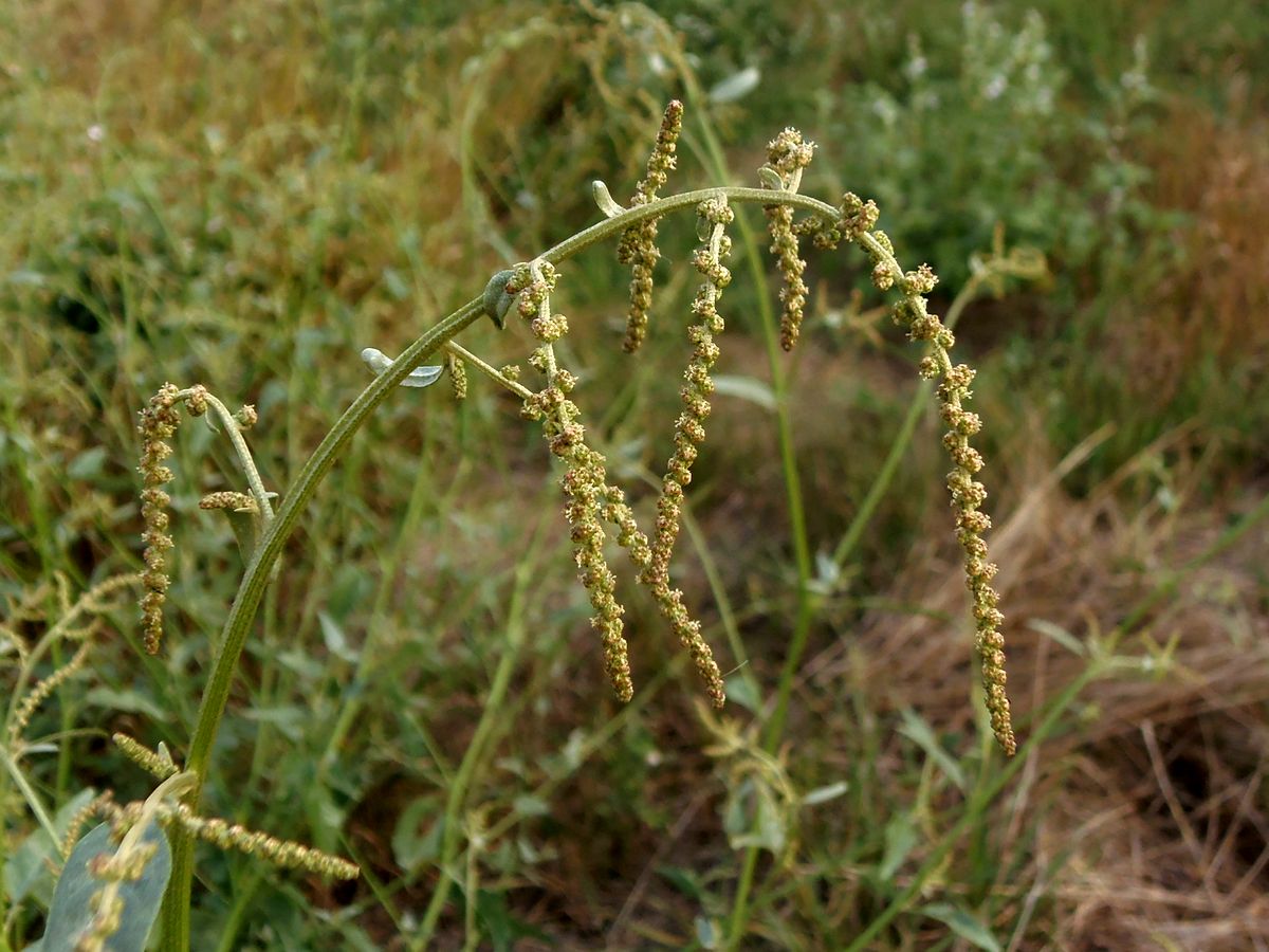 Image of Atriplex micrantha specimen.