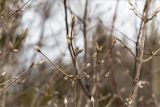 Lonicera xylosteum. Верхушки веточек с распускающимися почками. Ленинградская обл., Ломоносовский р-н, долина р. Шингарка, разнотравный луг на известняке. 18.04.2020.