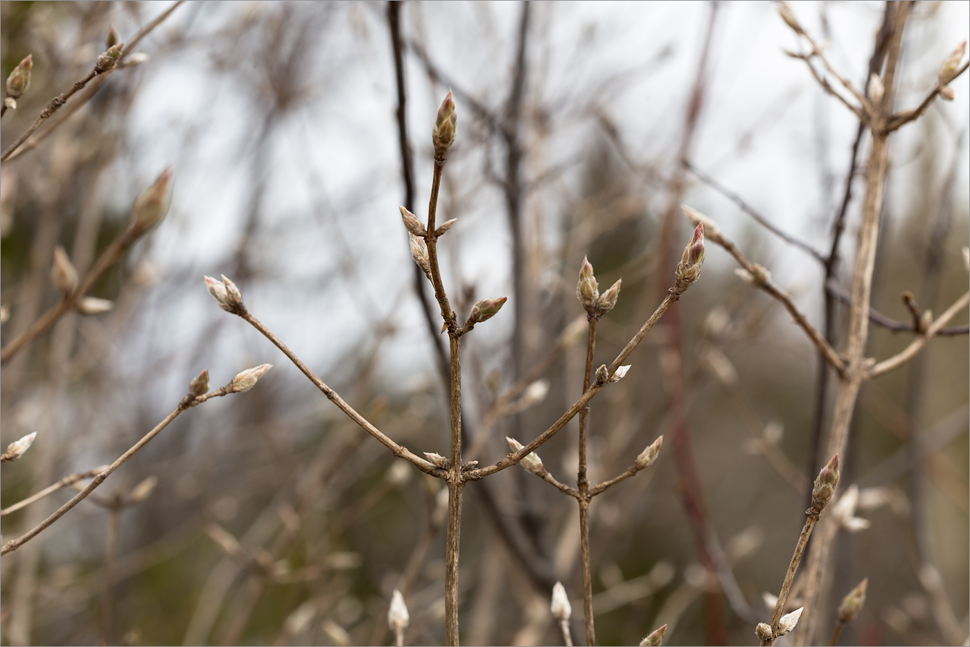 Изображение особи Lonicera xylosteum.