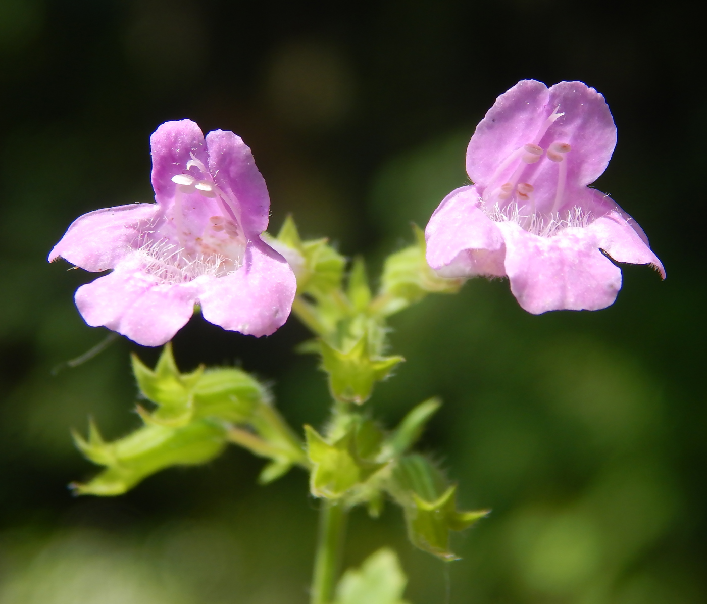 Изображение особи Drymosiphon grandiflorus.