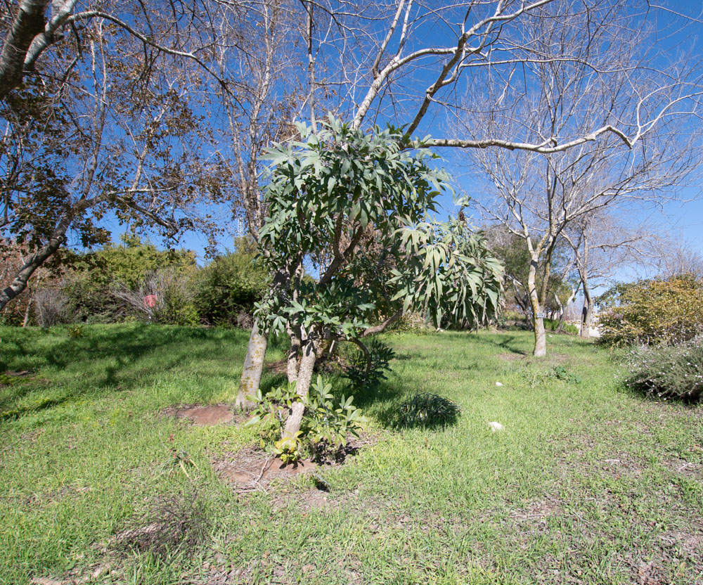 Image of Cussonia paniculata specimen.