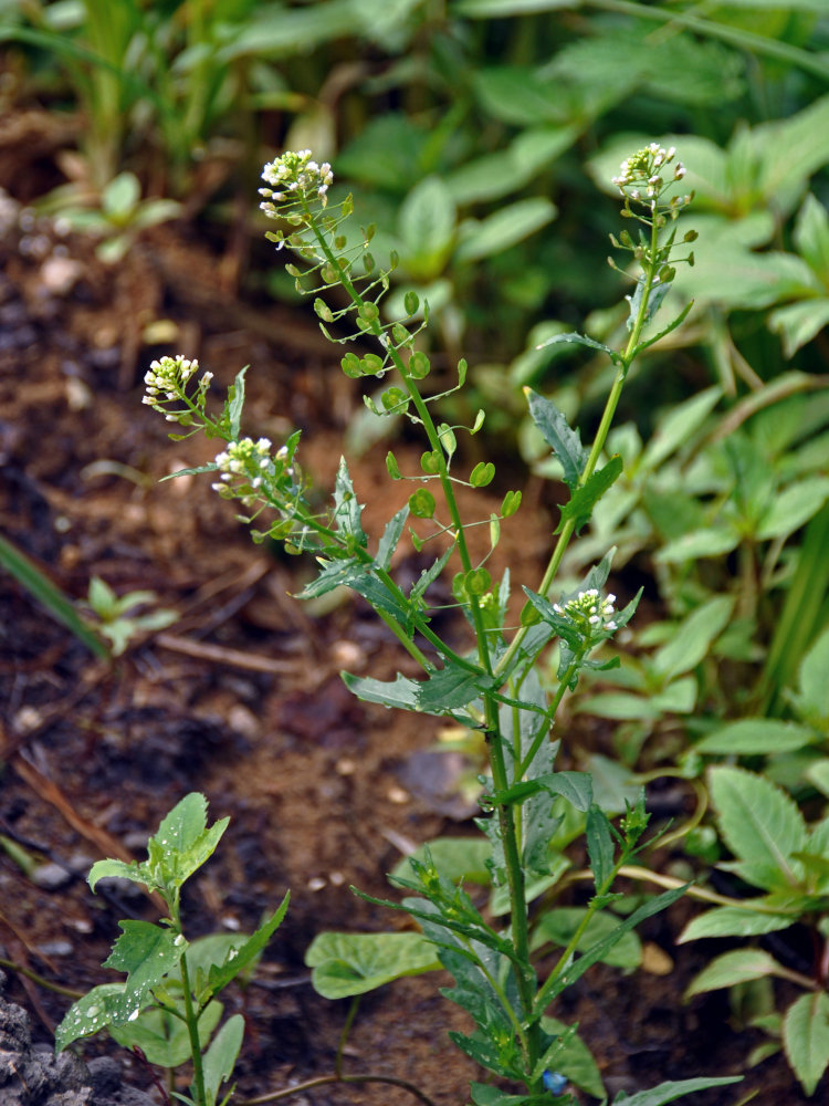 Image of Thlaspi arvense specimen.