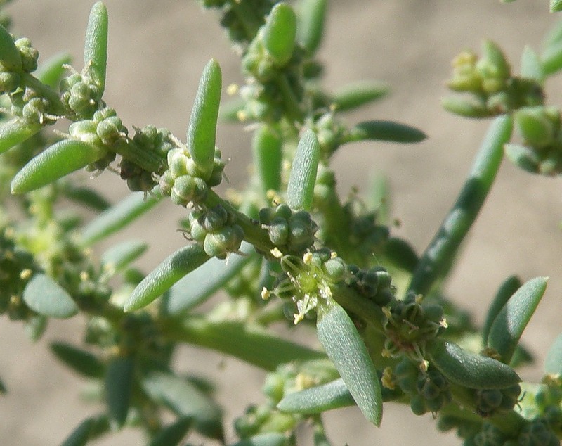 Image of Suaeda prostrata specimen.