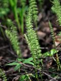 Equisetum pratense