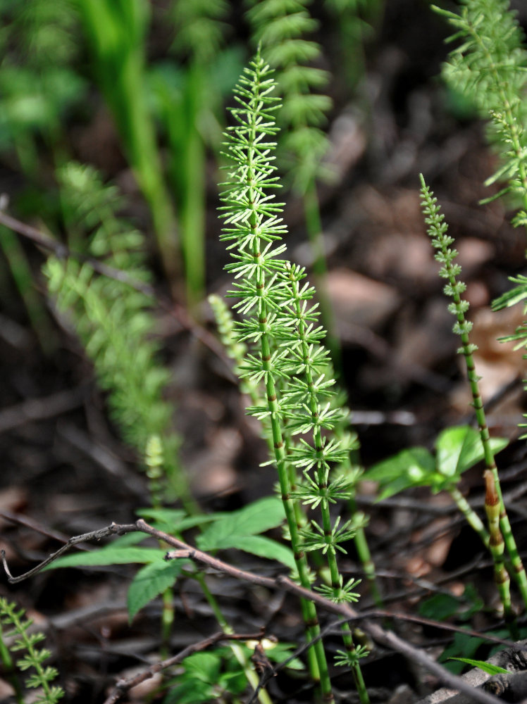 Изображение особи Equisetum pratense.