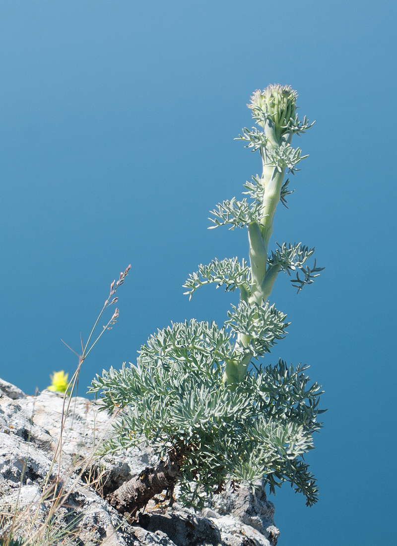 Image of Seseli gummiferum specimen.