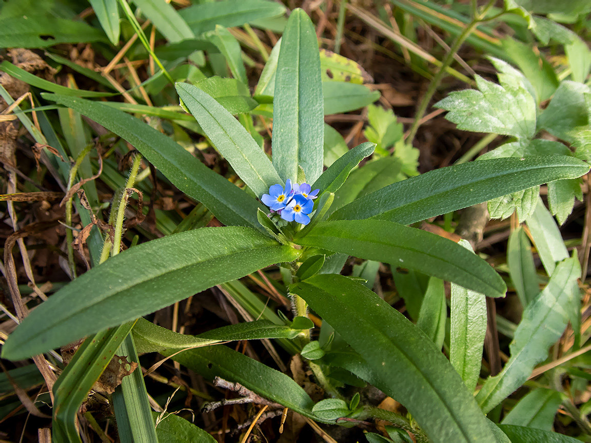 Image of Myosotis palustris specimen.