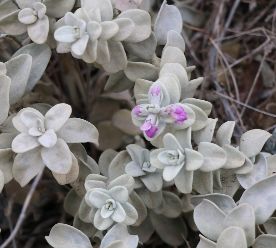 Изображение особи Stachys stschegleewii.