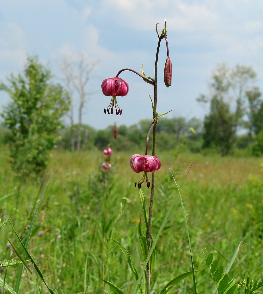 Image of Lilium pilosiusculum specimen.