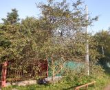 &times; Crataegosorbus miczurinii