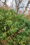 Urtica dioica. Плодоносящие растения (на переднем плане - плодоносящий побег Chamaenerion angustifolium). Мурманская обл., Кольский р-н, долина р. Титовка ниже автодороги А138 Мурманск — Печенга, ур. Мельничные водопады, склон над скальным обрывом, кустарничковый можжевельниковый березняк. 23.09.2020.