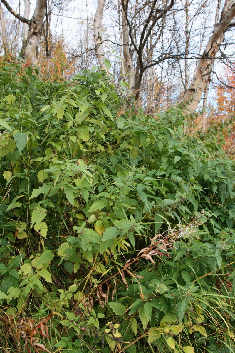 Изображение особи Urtica dioica.