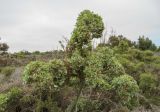 Atriplex capensis