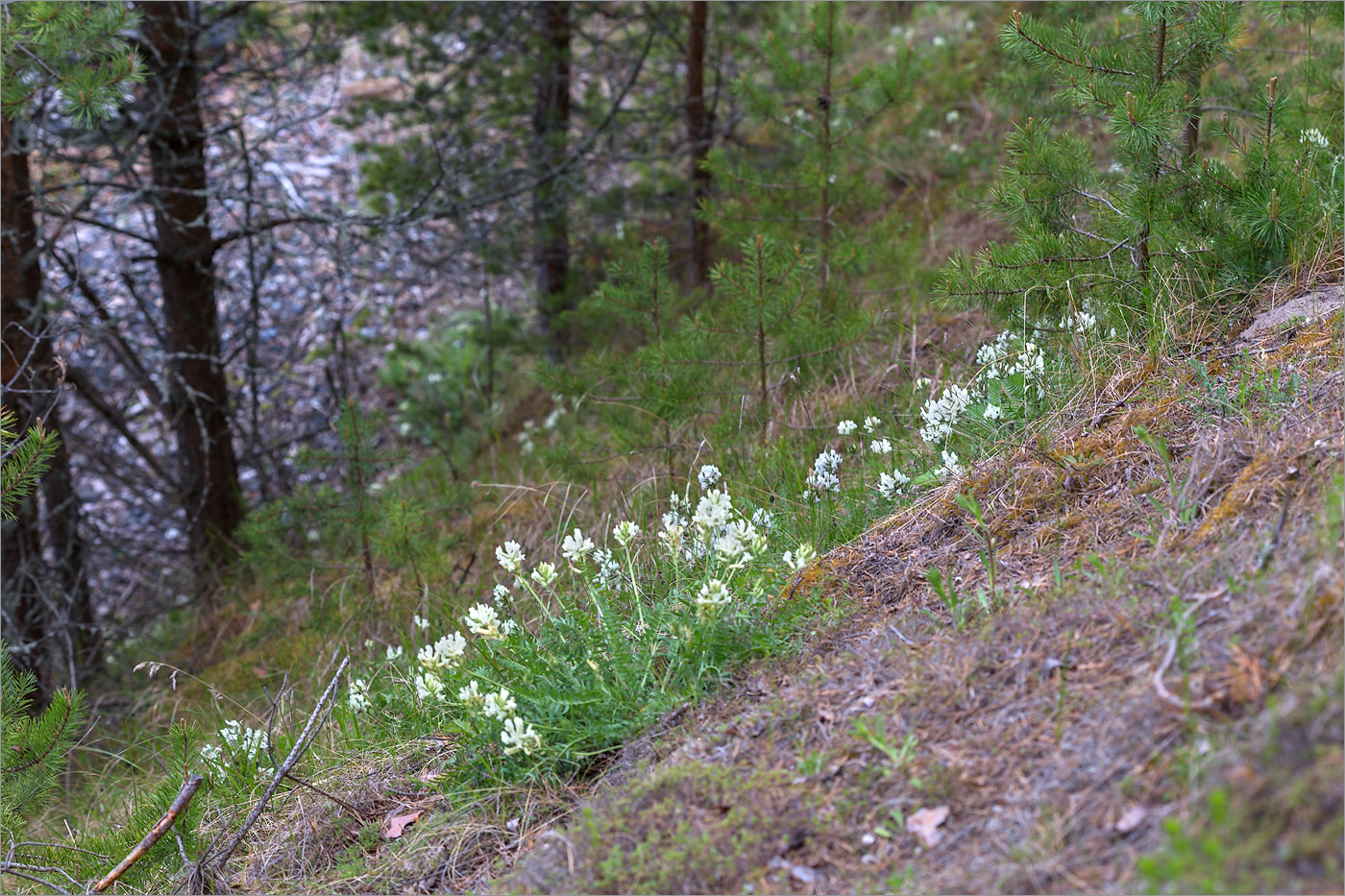 Изображение особи Oxytropis sordida.