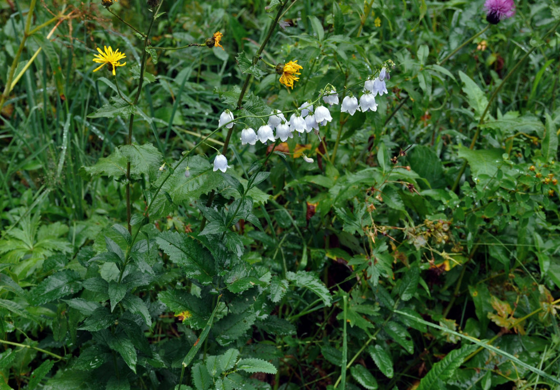 Изображение особи Adenophora liliifolia.