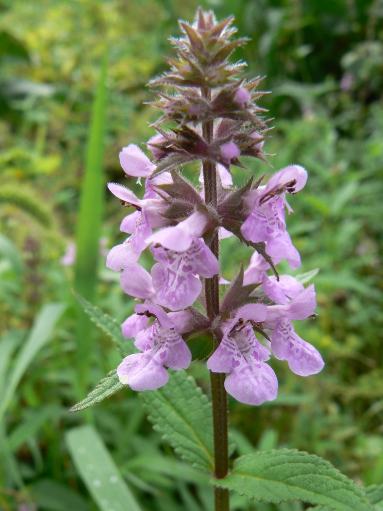 Изображение особи Stachys palustris.