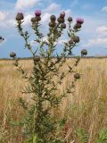 Cirsium serrulatum