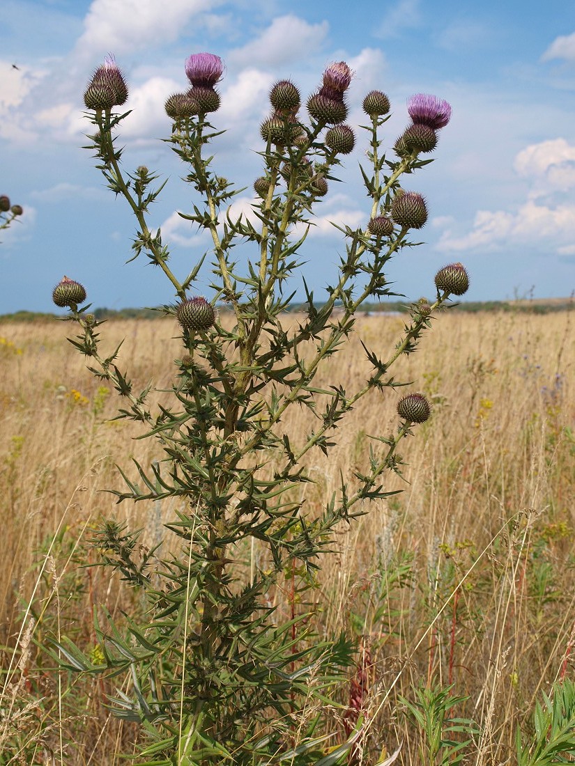 Image of Cirsium serrulatum specimen.