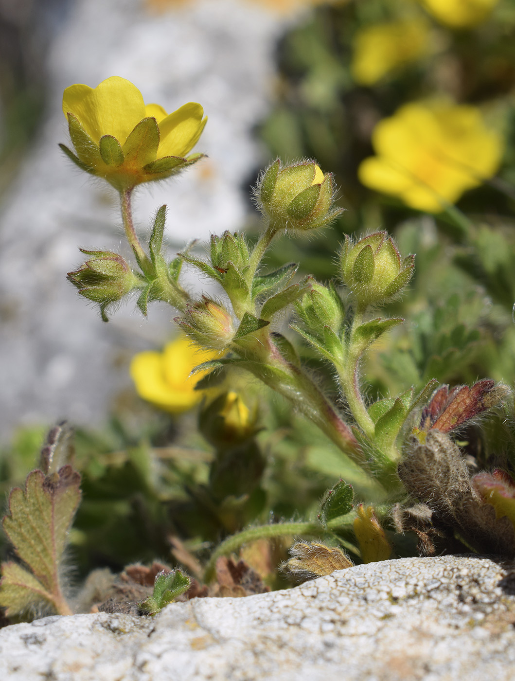 Image of Potentilla crantzii specimen.