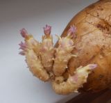 Solanum tuberosum. Молодые побеги с зачатками придаточных корней. Весьегонск. 12 марта 2021 г.