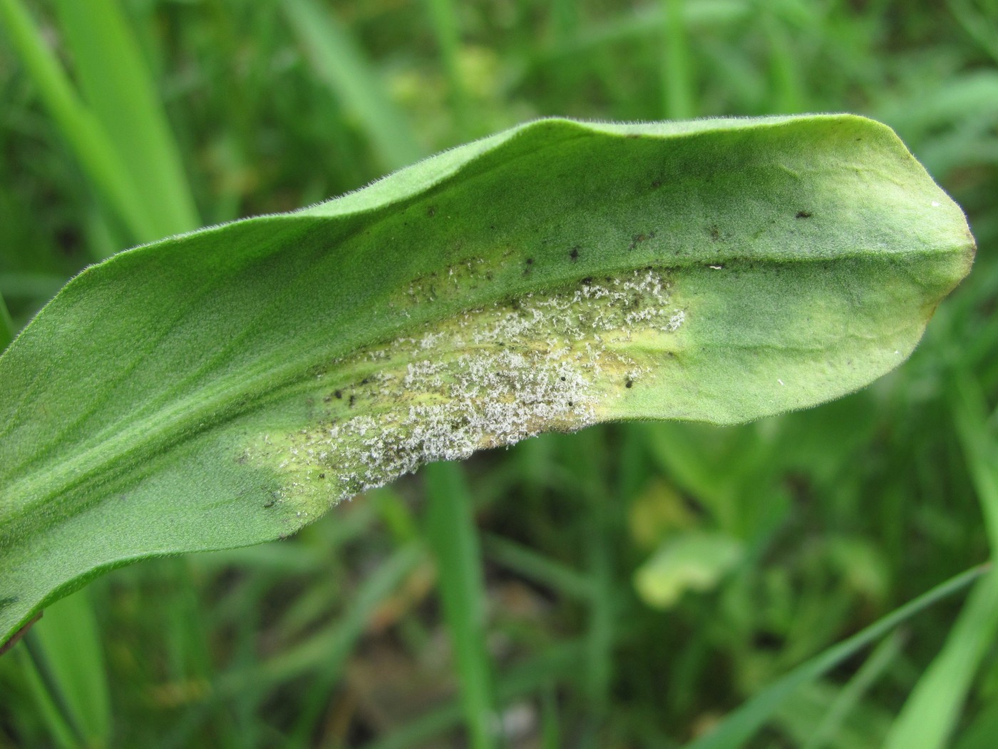 Image of Cardaria draba specimen.