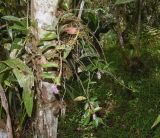 Anthurium scandens. Цветущее и плодоносящее растение на стволе дерева на выс. ок.1 м. Перу, регион Куско, провинция Урубамба, окр. г. Machupicchu, ботанический сад \"Jardines de Mandor\". 20.10.2019.