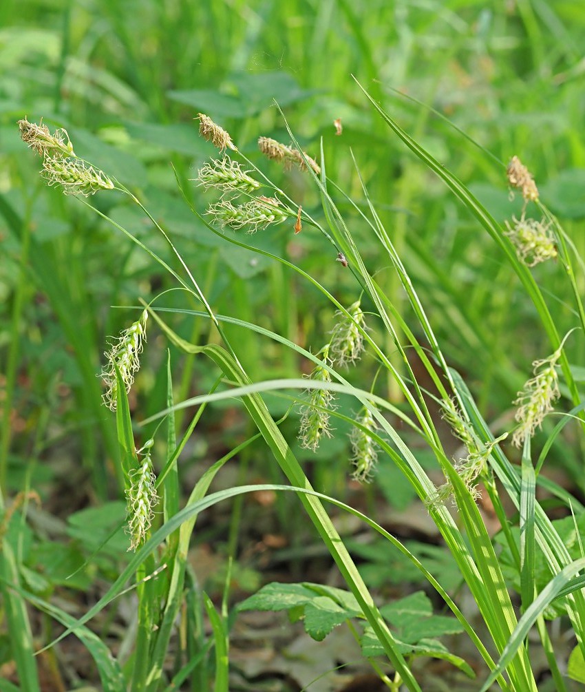 Image of Carex arnellii specimen.