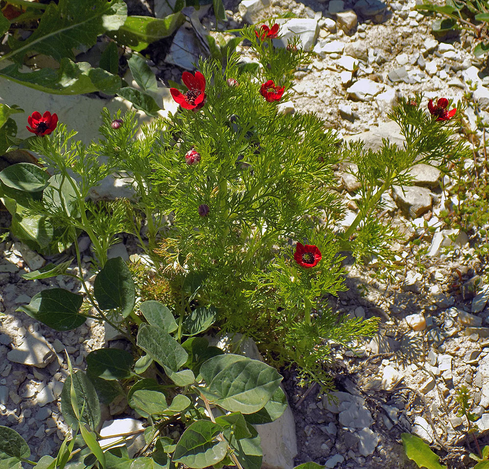 Image of Adonis flammea specimen.