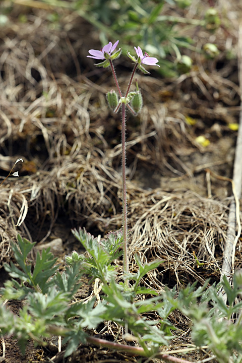 Изображение особи Erodium cicutarium.