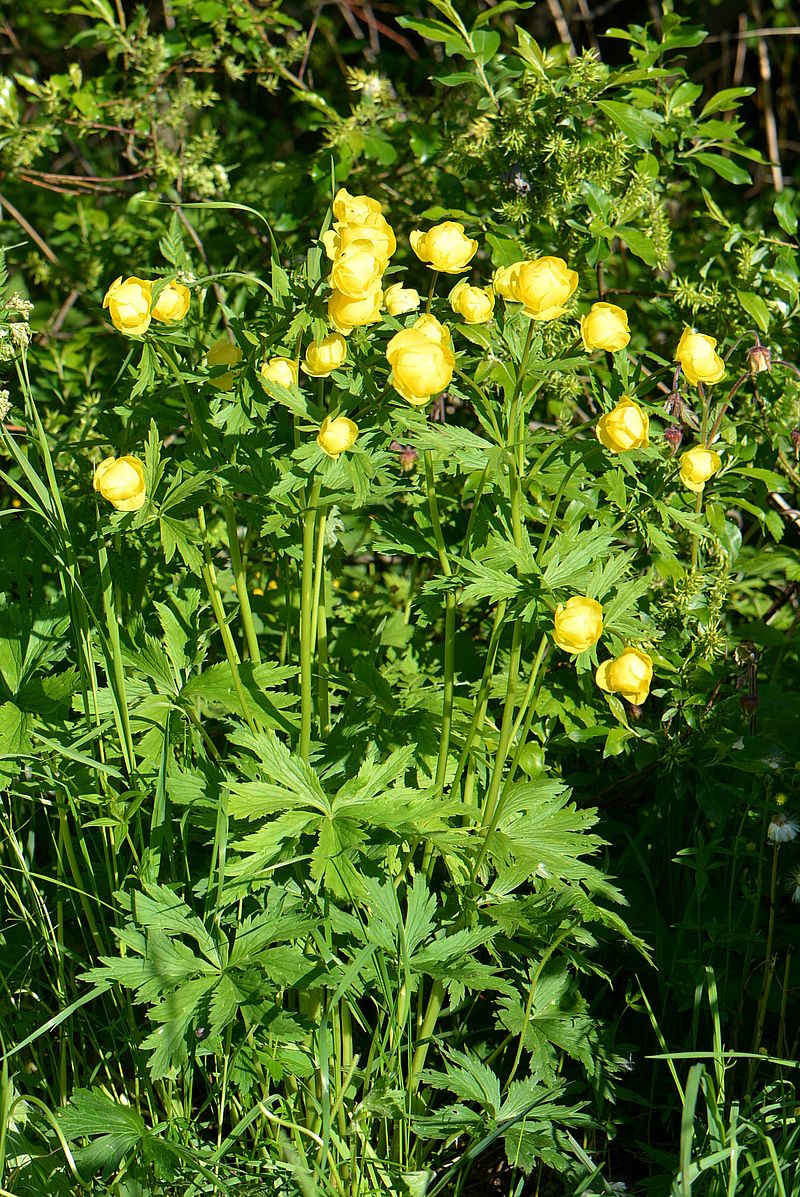 Image of Trollius europaeus specimen.