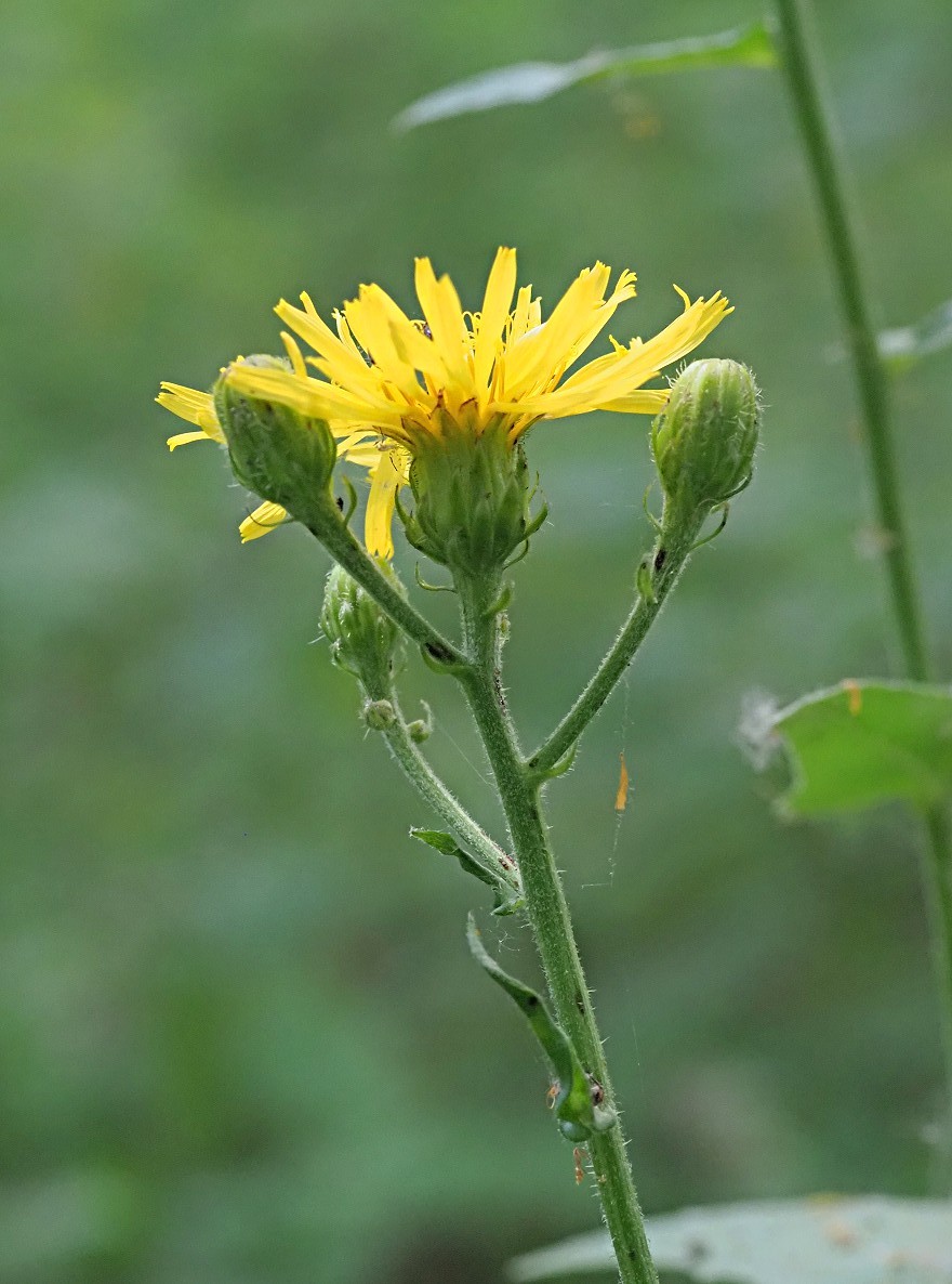 Изображение особи Crepis sibirica.