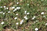 Convolvulus arvensis. Цветущее растение. Казахстан, г. Актау, на газоне. 22 июня 2021 г.