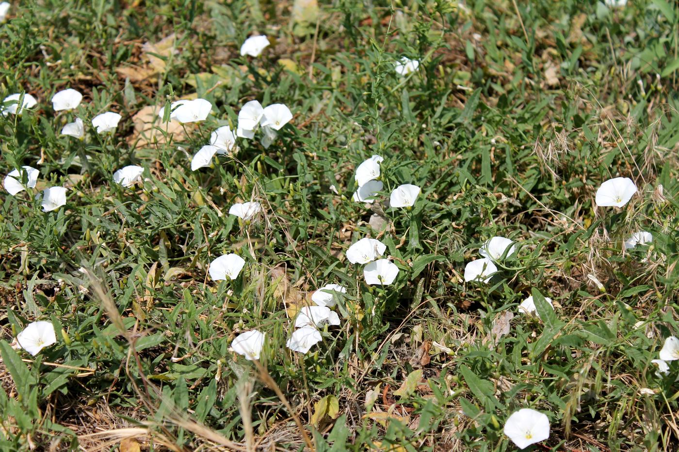 Изображение особи Convolvulus arvensis.